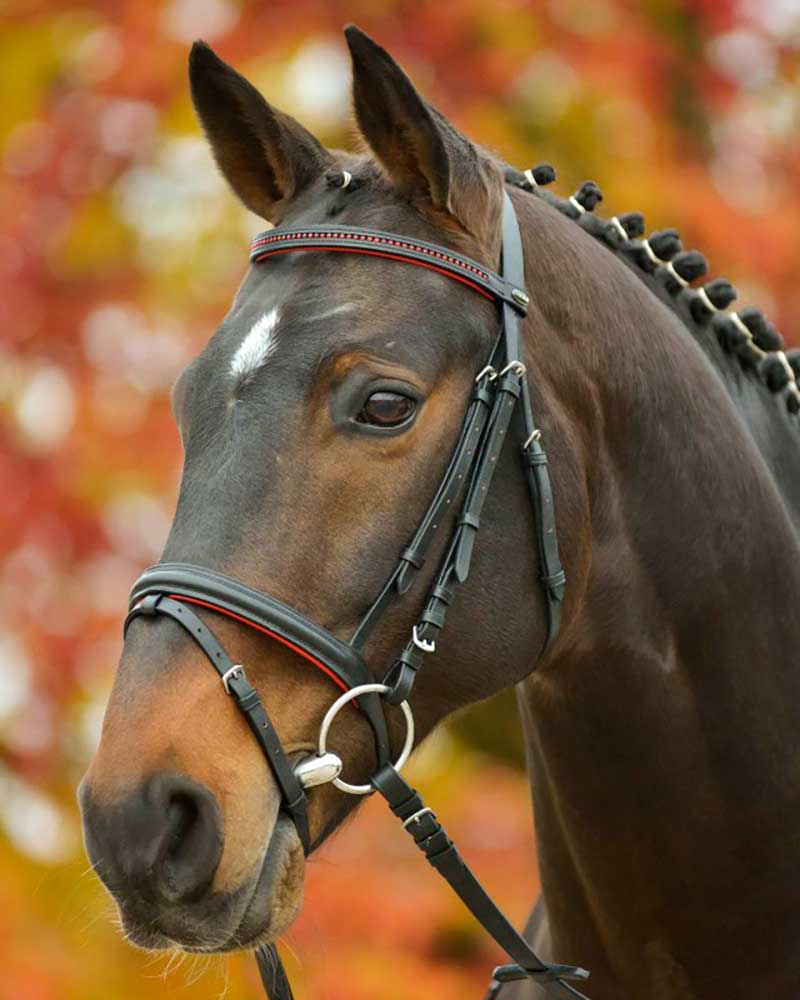 Bridas de cuero negro con brillantes y almohadillas rojas (incluye riendas) para pony Diamond - STAR