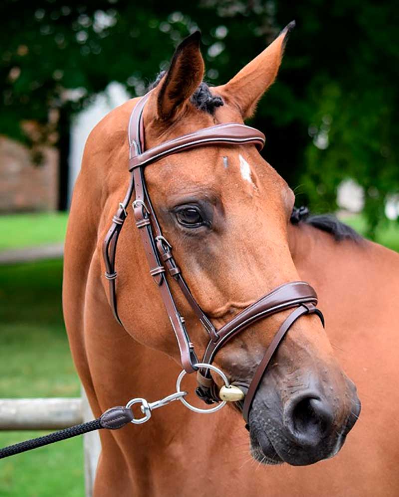 Bride de travail avec Rênes marron foncé pour cheval - Bruxelles - JUMP IN
