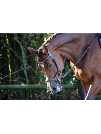 Cabezada de cuero marrón con rienda de goma para caballo - Nueva York - Jumpin